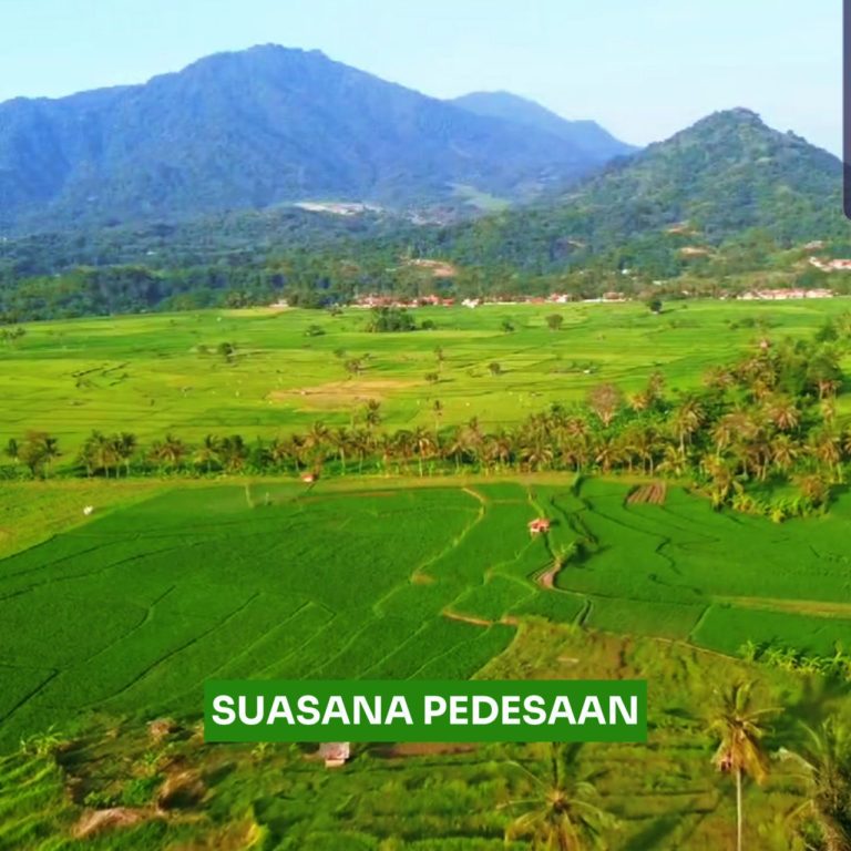 suasana pedesaan kavling sawah nuansa alam golden view