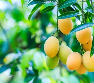mangga kiojay nuansa alam golden view tanah murah
